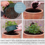 Speedplanter - Effortless Chic