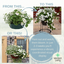 Speedplanter - Effortless Chic