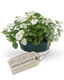 Speedplanter - Effortless Chic