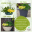 Speedplanter - Herb Alfresco Mixed