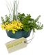 Speedplanter - Herb Alfresco Mixed