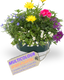 Speedplanter - Multicolour