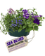 Speedplanter - Sea Blues