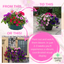 Speedplanter - Sophistication