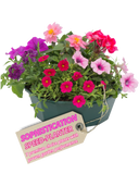 Speedplanter - Sophistication