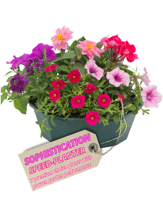 Green trough speedplanter planted with pink, magenta and purple petunias, calibrachoa and a dahlia
