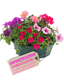 Speedplanter - Sophistication