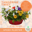 Speedplanter - Tangerine Twist