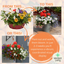 Speedplanter - Tangerine Twist