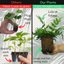 Fern Mix - Shield Fern, Holly Fern, Male Fern
