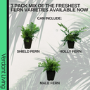 Shield Fern Plant