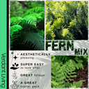 Shield Fern Plant