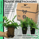 Shield Fern Plant