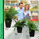 Shield Fern Plant