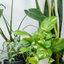 Indoor Plants