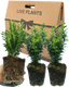 Large Leaf Euonymus Plants