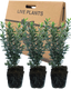 Large Leaf Euonymus Plants