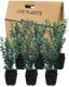 Large Leaf Euonymus Plants