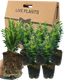 Large Leaf Euonymus Plants