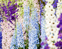 Perennials