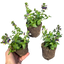 Nemesia Nuvo Blue Bicolour 10.5cm