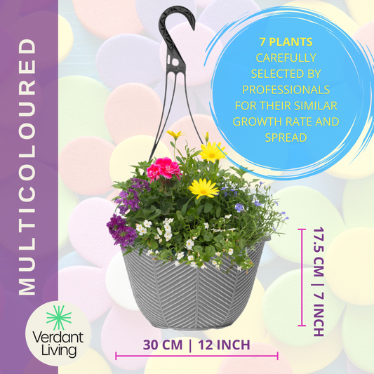 Multicolour Hanging Basket – Ready Planted Summer Display (7 Plants)