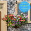 Hanging Basket - Multicolour
