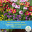 Hanging Basket - Multicolour