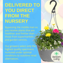Hanging Basket - Multicolour