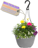 Hanging Basket - Multicolour