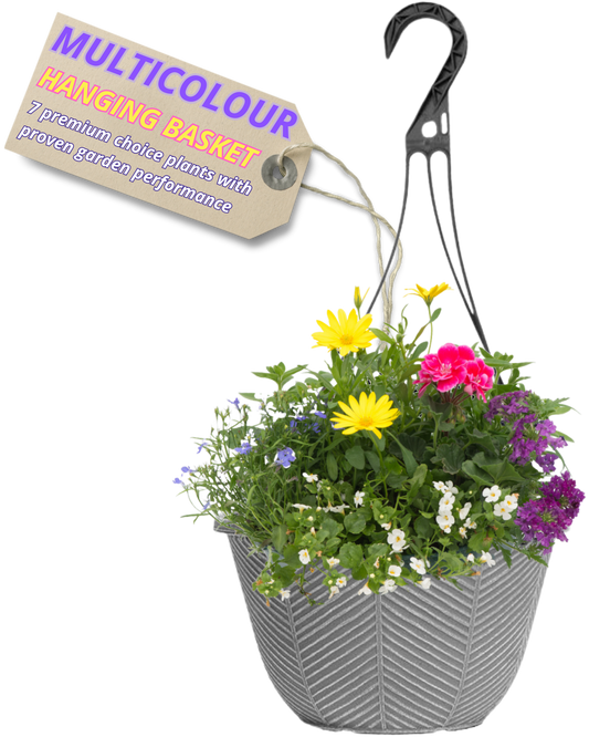 Grey hanging basket mixing yellow daisies, pink and purple blooms, white bacopa and blue lobelia