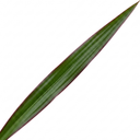 Dracaena Marginata Dragon Tree 3 Stem Plant (3L Pot)