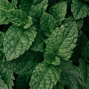 Peppermint Plant