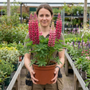 Lupin Legendary Rose Shades Plants