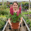 1 Lupin Legendary Rose Shades Plant, Hardy Perennial, Garden Ready, 3 Litre Root Ball