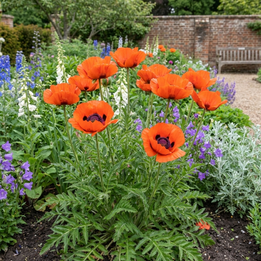 Papaver orientale 'Brilliant' – Red Oriental Poppy (Set of 3 or 6)