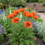 Set of 3 or 6 Papaver Orientale Brilliant Red Poppy Plants, Hardy Perennial, Outdoor Garden Ready, 1 Litre Root-Ball