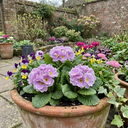Primrose Queen Lilac Picotee Plants (Set of 3 or 6)