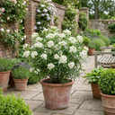 Choisya White Dazzler Plants