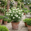 1 Choisya White Dazzler Plant, Fragrant Hardy Evergreen Garden Shrub, Mexican Orange Blossom, 3L Root Ball