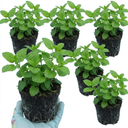 Lemon Balm Mint Plants Fresh Live Herb Plants (Set of 3 or 6)