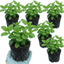 Set of 3 or 6 Lemon Balm Mint Plants Fresh Live Hardy Perennial Herb Garden Ready Plants 1 Litre Root Ball