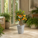 Calamondin Orange Tree 5Ltr, Indoor Citrus Tree, Pots