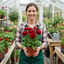 Set of 3 or 6 Ranunculus Vortex Red Persian Buttercup Plants, Spring & Autumn Flowering, Outdoor Garden Ready, 1 Litre Root-Ball
