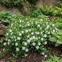 Vinca Minor Gertrude Jekyll Plants