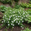 1 Vinca Minor Gertrude Jekyll Plant, Hardy Evergreen Periwinkle Ground Cover, 17cm Root-Ball