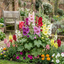 Set of 3 or 6 Hollyhock Growers Mix Hardy Cottage Garden Perennial Plants, Bee Friendly, Outdoor Garden Ready, 1 Litre Root-Ball