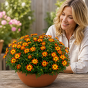 Bidens Taka Tuka Orange Yellow Brush Plant