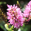 1 Large, Garden Ready Plant - Hebe New Zealand (Shrubby Veronica), 17cm / 2L Pot
