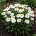 Leucanthemum Madonna White Shasta Daisy Plants (Set of 3 or 6)